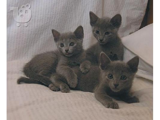 PoulaTo: russian Blue